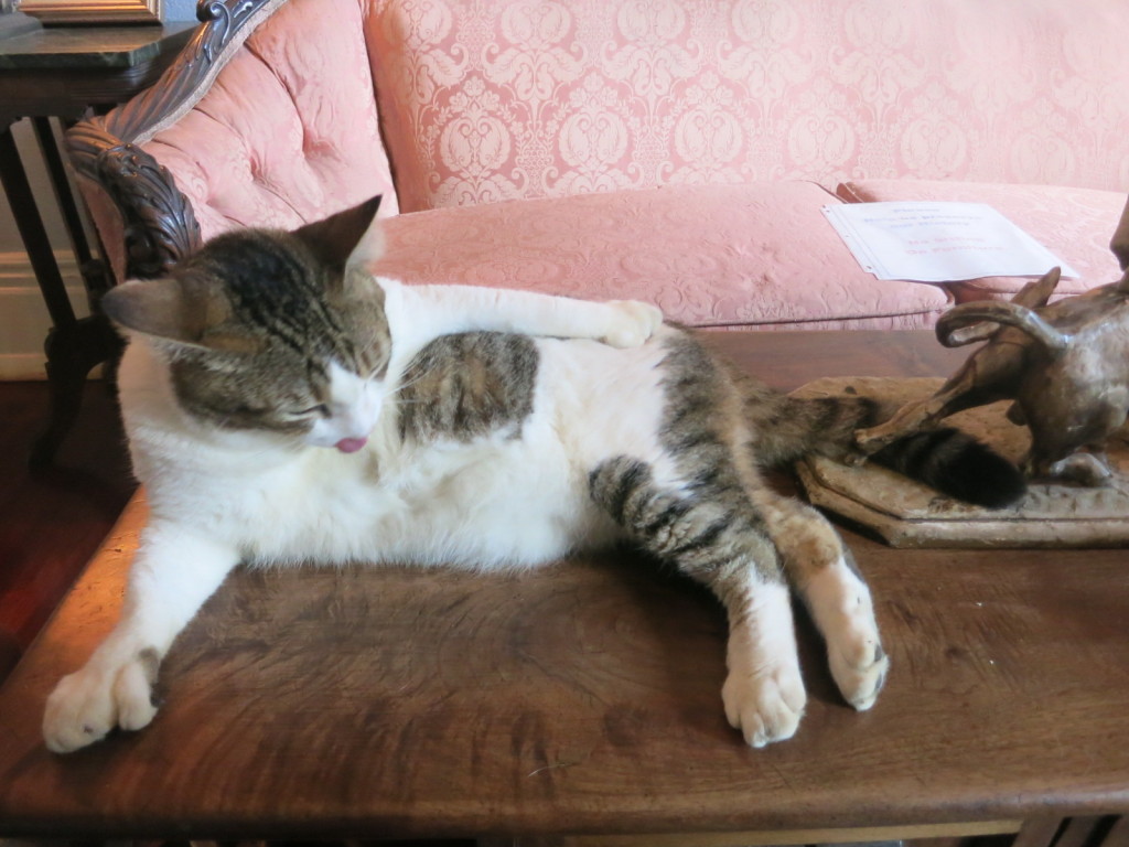 Hemingway's Six-Finger Cat cleaning itself in the Living Room, Key West
