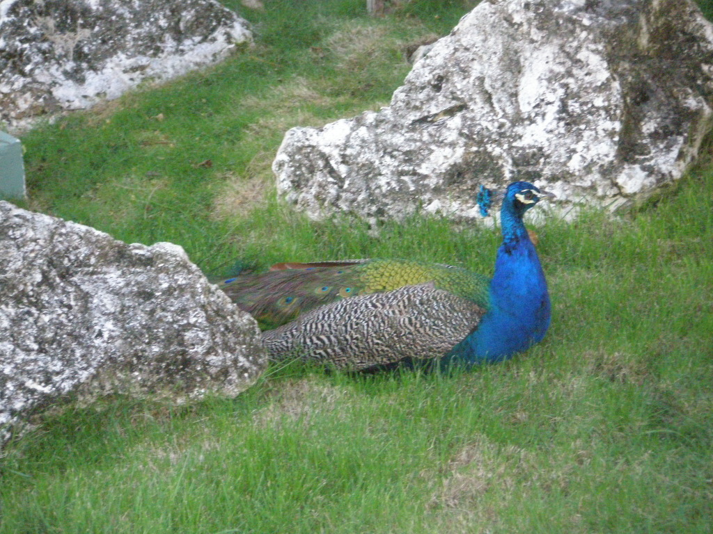 Peacock on the Excellence Punta Cana Resort