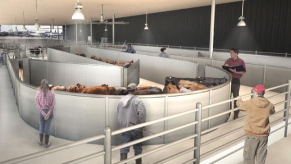 A rendering of the livestock handling system, which was designed by Temple Grandin. (Photo: The Ark)