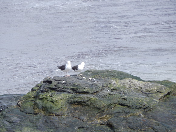 Two Birds Perched on a Rock, Cliff Walk