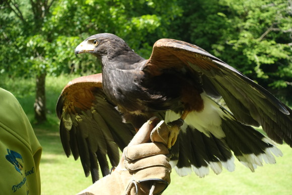 Holding Bomber, a striking Harris Hawk at the School of Falconry Dromoland Castle 