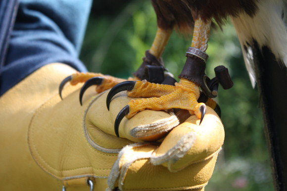 Gloves at the School of Falconry Dromoland Castle