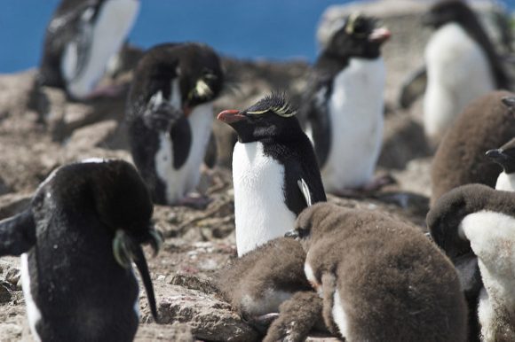 Penguins on Falkland Islands Flickr: Matt S used under the CC License