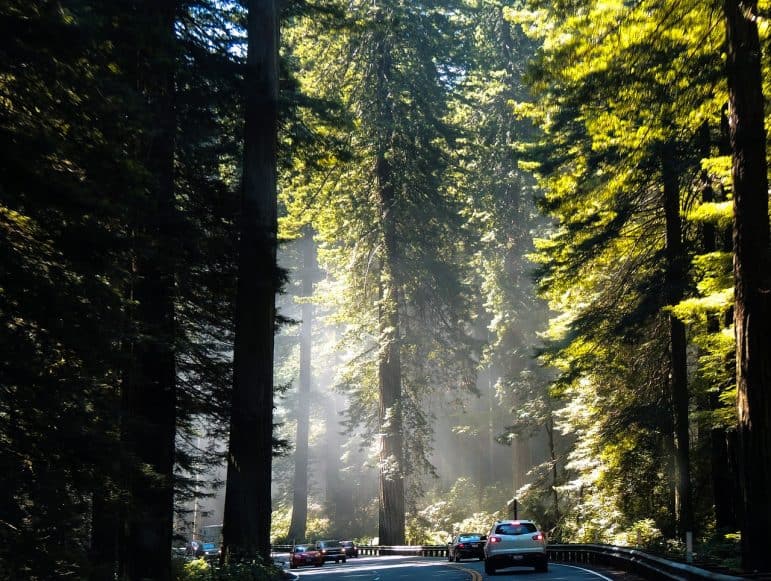Redwood National State Parks 