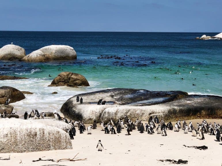 African Penguins at Boulder Beach - Cape Town African Penguins at Boulder Beach - Cape Town