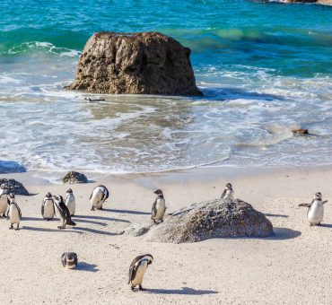 What To See in South Africa – Highlights of Cape Town