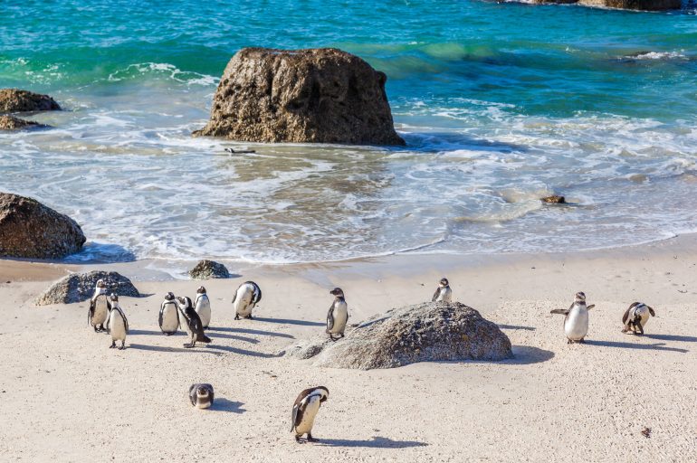 What To See in South Africa – Highlights of Cape Town