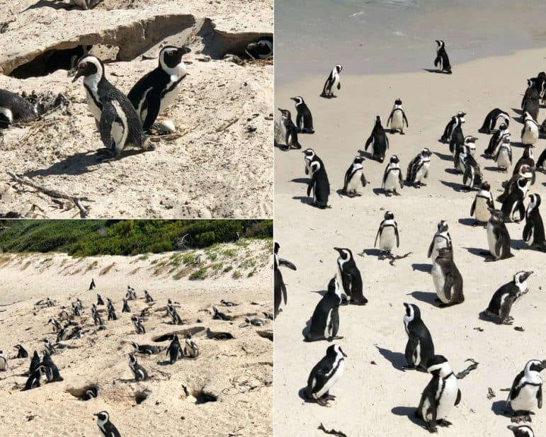 Boulder Beach - African Penguins Cape Town