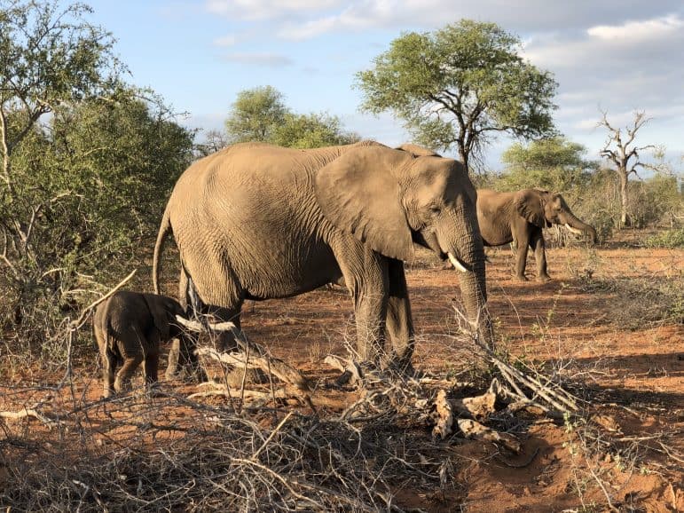 Pondoro Safari Game Drive 