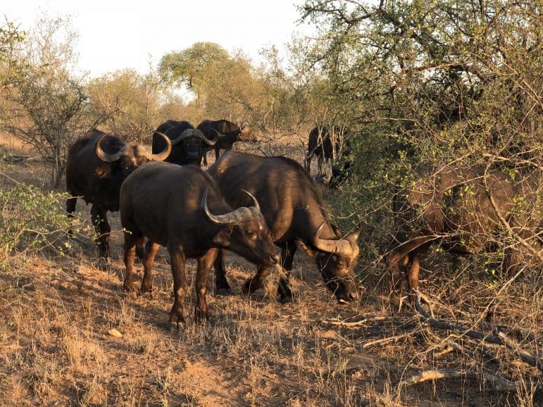 Pondoro Safari Game Drive 