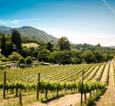 6 Amazing Stops for Your California Wine Country Road Trip