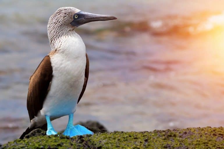 Silversea Expeditions: Must-See Spots in the Galapagos Islands