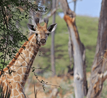 South African Safaris You Should See