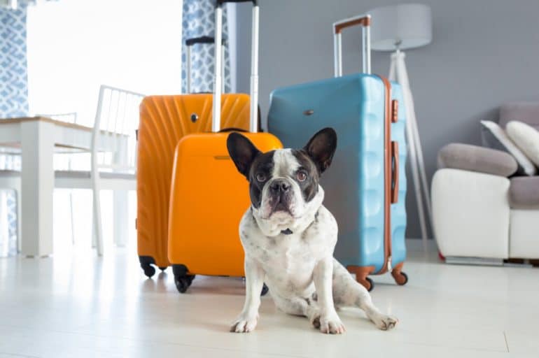 5 Tips for Traveling with Your Pet by Air, Land, or Sea