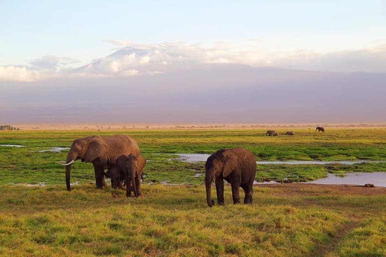 Safaris and Beyond: A Honeymooners Guide to Kenya