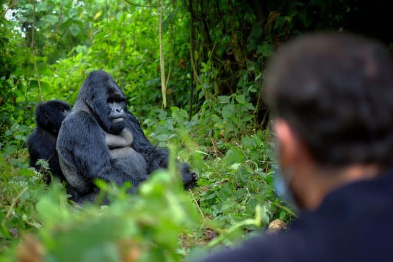 Tourist looking at mountain gorilla in African jungle. Getting very close to wildlife.