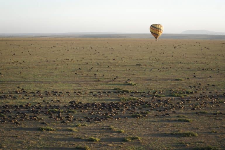 Sunrise over the Masai Mara, with a pair of low-flying hot air balloons and a herd of wildebeest below in the typical red oat grass of the region. In Kenya during the annual Great Migration.