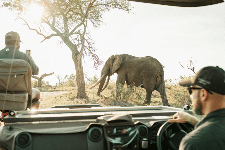 5 Best Luxury Wildlife Spotting Destinations for Your Bucket List