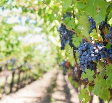 Uncorked Wine Tourism: Destinations Worth a Try
