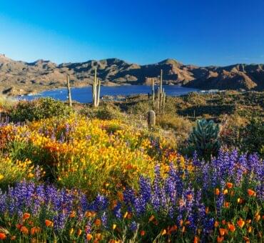From Sedona to Scottdale: Must-See Arizona Spots with Great Rentals