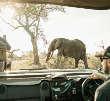 5 Best Luxury Wildlife Spotting Destinations for Your Bucket List